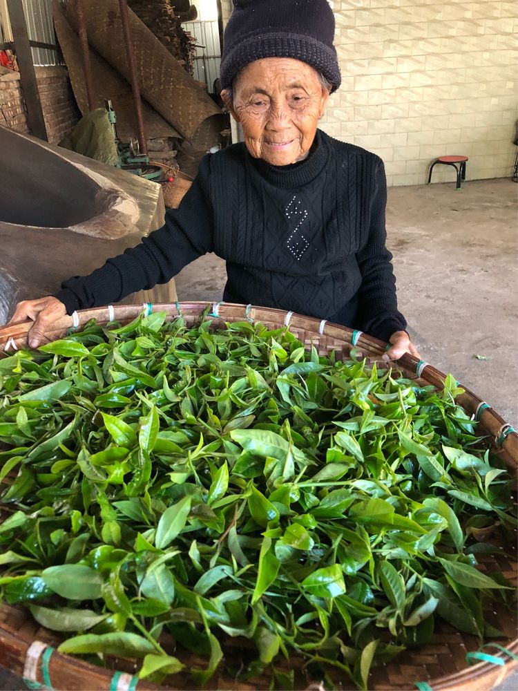 96岁老奶奶教我们做植物王国•老曼峨普洱茶(图1)