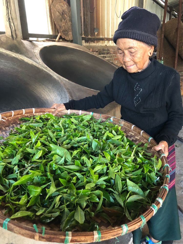 96岁老奶奶教我们做植物王国•老曼峨普洱茶(图2)